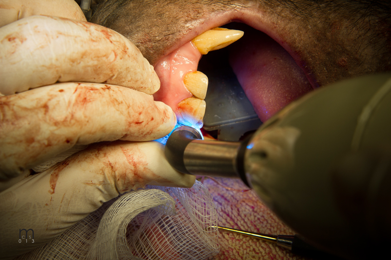 Dr. John Scheels - Exotic Animal Dentistry